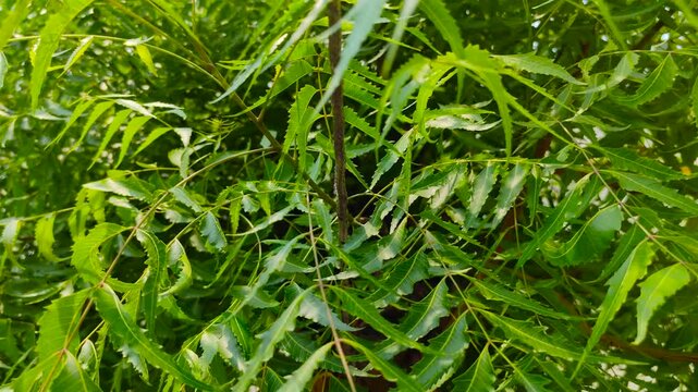 Close up shot of fresh green neem leaves Azadirachta indica on tree branches in a sunny outdoor garden