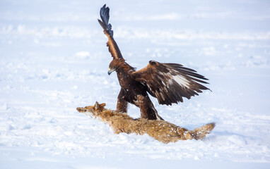 Fototapeta premium A large eagle caught a fox against a backdrop of snow. A bird of prey hunts its prey. A golden eagle sits in the snow, clinging to its prey. Falconry. A national tradition of Asia. Berkutchi,
