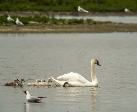 Famille de cygnes sauvages sur un &eacute;tang de Marquenterre au Crotoy, Somme, France