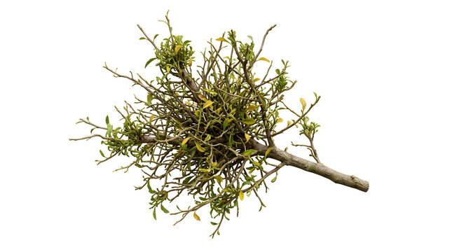 Phytoplasma Witches' Broom Disease Symptom on Branch Isolated on White Background