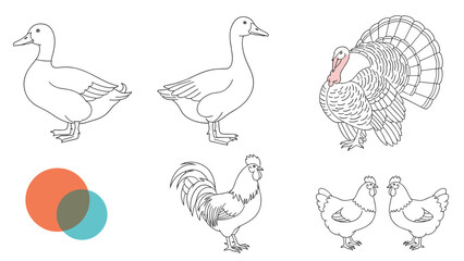 Obraz premium Set of realistic line drawings featuring various farm birds like ducks and turkeys shown in clean black and white outlines.
