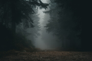 Naklejka premium Dark misty forest in Szklarska Poręba, Poland