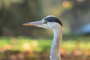 Fototapeta premium Grey heron (Ardea cinerea) close-up portrait in autumn light, St James's Park, London, England, UK