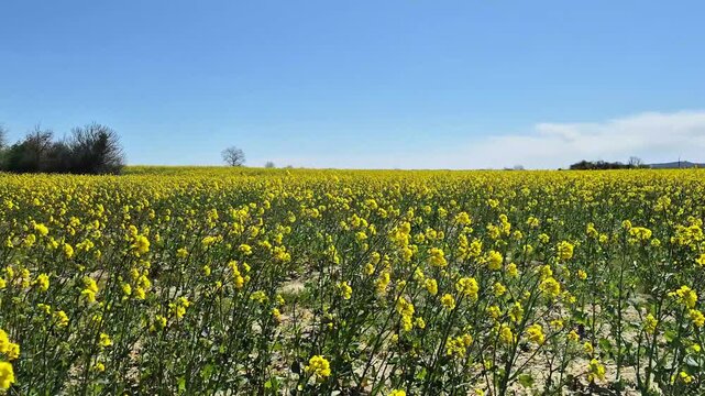 Cinematic shot of a vast bright yellow rapeseed field swaying in the wind under a clear blue sky, vibrant canola crop landscape, agriculture and nature concept, 4K  fps