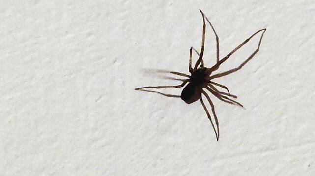 Handheld shot top view video of a black spider walking on a white wall  