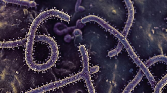 Ebola virus particles under scanning electron microscope