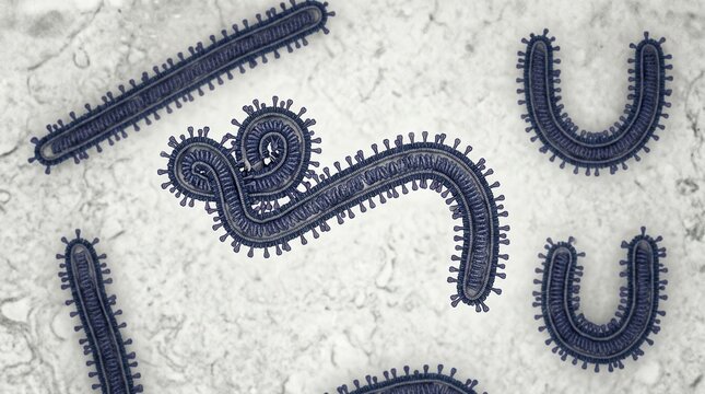 Ebola virus particles under electron microscope