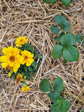 Permaculture garden bed, plant association, sustainable gardening and vegetable garden