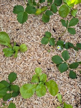 Permaculture garden bed, plant association, sustainable gardening and vegetable garden