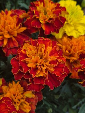 Colorful marigold flowers, Summer flower composition. Tagetes, Mexican marigold, macro, indian summer flower