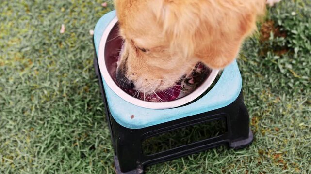 Golden retriever dog eating raw meat BARF diet from a bowl