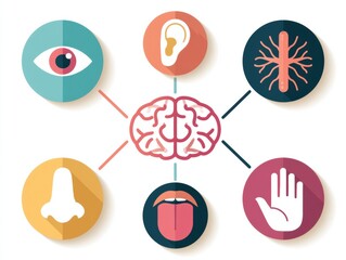 Fototapeta premium The five senses represented by circular icons linked to a brain shape. Icons include eye, ear, nose, tongue, and hand.