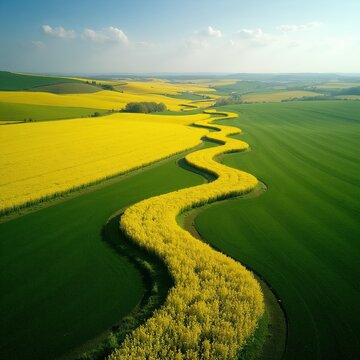Bright yellow canola flowers snake through green fields under a blue sky. Aerial drone view shows undulating hills of crops in this agricultural landscape.