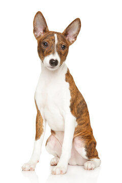 Basenji puppy sitting in front of a white background