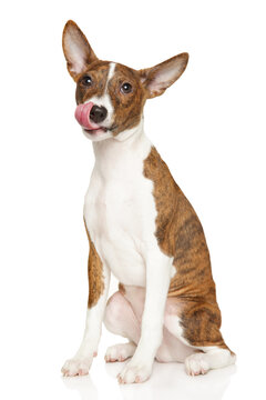 Basenji puppy licking its nose against white background