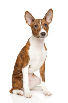 Brindle basenji puppy sitting on white background
