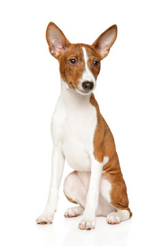 Basenji puppy sitting against a white background