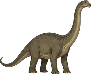 Brachiosaurus Dinosaur Realistic Vector Illustration Isolated on White © Raheela