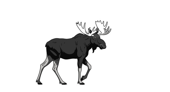 Bull moose walking mascot illustration on white background