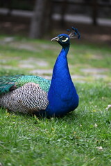 Fototapeta premium Close up portrait of an Indian peacock resting on green grass in a park. Vibrant blue and green plumage, elegant crest feathers, and natural outdoor setting with soft background blur.