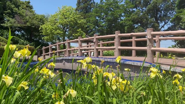 初夏の日本の公園