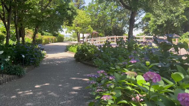 紫陽花の咲く小道