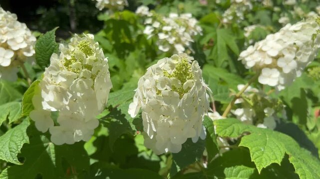 白い紫陽花
