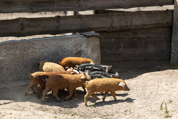 A group of small mangalica piglets with curly and striped coats stand closely together near a concrete barrier and a weathered wooden fence on dry sandy ground within an outdoor farm enclosure © Sodel Vladyslav