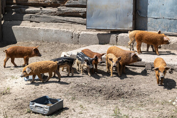 A group of young domestic piglets of various breeds including curly-haired mangalica stand on the dry dirt ground of an outdoor farmyard next to a rustic wooden log building on a sunny day © Sodel Vladyslav