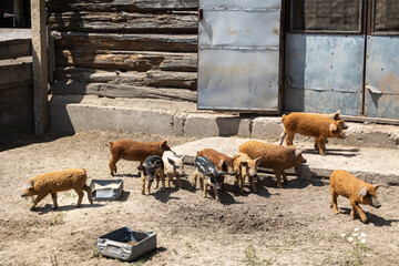 A group of young piglets including curly-haired mangalica and striped breeds stand in an outdoor dirt enclosure next to a traditional wooden farm building with a metal door during a sunny day © Sodel Vladyslav
