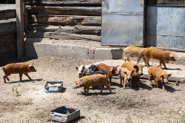 A group of young woolly piglets stands in a dirt enclosure next to a weathered wooden barn with a metal door during daytime in a rural outdoor farming environment without people present © Sodel Vladyslav