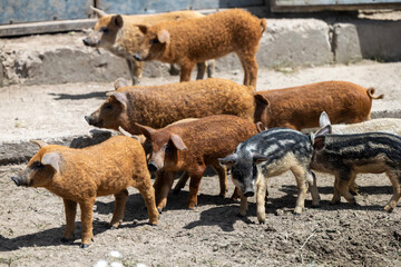 Several young mangalica pigs and piglets with thick curly hair of various colors including brown and striped black and white stand together in a dusty outdoor enclosure on a small family farm © Sodel Vladyslav