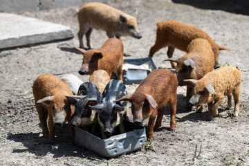 A group of young piglets of various breeds and colors gather around plastic feeding troughs on a dry dirt enclosure at a farm during the day, with some eating and others standing nearby © Sodel Vladyslav