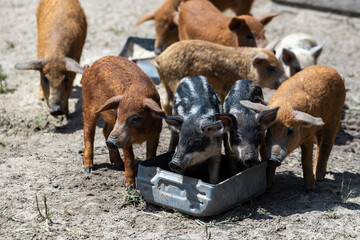 A group of young piglets with brown and striped black coats eat food from a makeshift metal feeding trough placed on the dry ground at an outdoor livestock farm during a bright, sunny day © Sodel Vladyslav