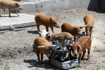 Several young domestic piglets with curly hair of different colors stand together to feed from a metal trough on the dry dirt ground of an outdoor agricultural enclosure on a sunny summer day © Sodel Vladyslav