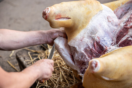 A man uses a metal knife to cut through the thick layer of white fat and animal skin on a slaughtered pig carcass lying on a bed of dry straw during the butchering and meat preparation process