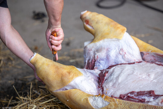 A close-up view of a person using a metal knife to butcher a slaughtered pig carcass on a bed of straw, slicing through the outer skin and thick layer of white fat to prepare the pork meat