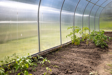 Fototapeta premium Young tomato plants grow in dark soil beds inside a modern arched polycarbonate greenhouse on an organic farm, representing agricultural cultivation practices under controlled climate conditions