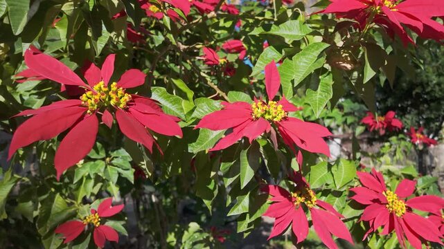 Blooming red poinsettia shrub covered with vivid red bracts and yellow cyathia in sunny antalya garden.