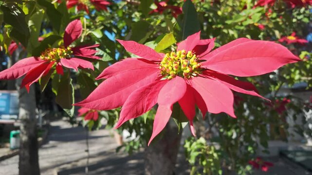 Close-up of bright red poinsettia flowers with yellow cyathia blooming on tree in sunny antalya garden.