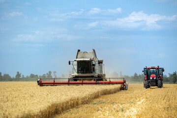 Fototapeta premium A combine harvester cuts through a ripe field of wheat during the summer agricultural harvest while a red tractor with a trailer drives nearby under a light blue sky with white clouds