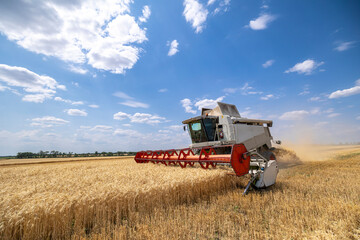 Obraz premium A modern combine harvester operates in a yellow wheat field during the summer harvest, cutting ripe grain crops under a clear blue sky filled with white clouds in an agricultural landscape
