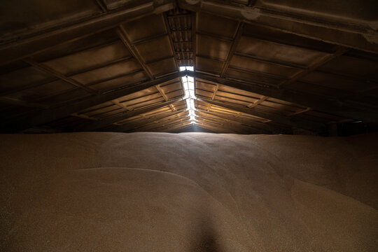 Large mounds of harvested grain fill an indoor dark industrial storage hangar with a concrete panel roof where natural light enters through a skylight ridge in an agricultural warehouse