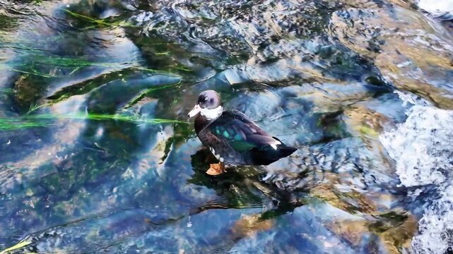 Muscovy duck with iridescent plumage swimming in shallow clear rocky river water in antalya turkey.