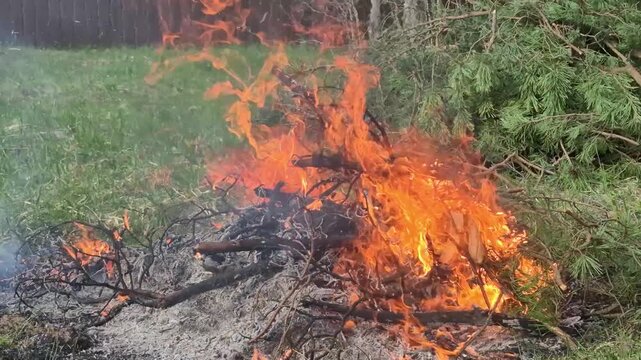 Large bonfire burning dry brushwood and tree branches on green grass backyard. Hot orange flames consuming garden debris. Open air waste disposal fire concept.