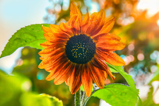 Fleur de tournesol sur fond de v&eacute;gatation ensoleill&eacute;e