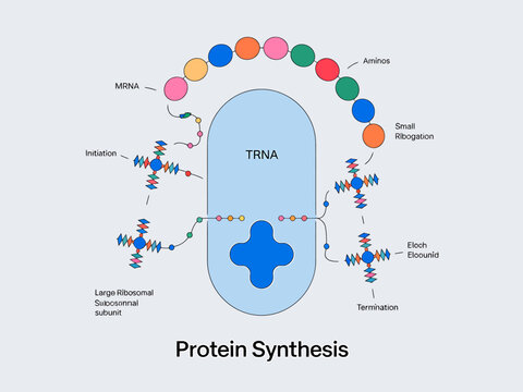 Protein synthesis process with ribosome and mrna sequence  biological process