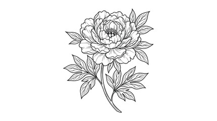 Peony flower line art illustration on a white background © munna