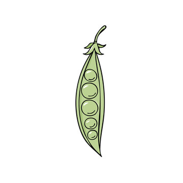 Simple illustration of a single open pea pod with five green peas inside isolated on white