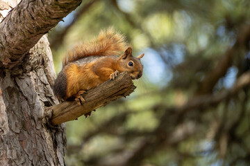 Fototapeta premium Caucasian squirrel (Sciurus anomalus) perched on a tree trunk.